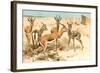 Gazelles-F.W. Kuhnert-Framed Art Print