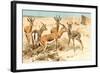 Gazelles-F.W. Kuhnert-Framed Art Print