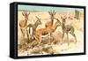 Gazelles-F.W. Kuhnert-Framed Stretched Canvas