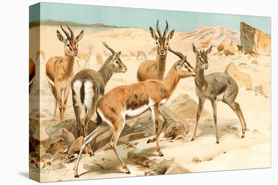 Gazelles-F.W. Kuhnert-Stretched Canvas