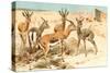 Gazelles-F.W. Kuhnert-Stretched Canvas