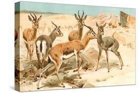 Gazelles-F.W. Kuhnert-Stretched Canvas