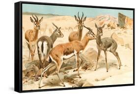 Gazelles-F.W. Kuhnert-Framed Stretched Canvas