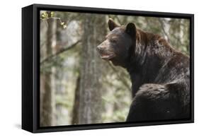 Gazing Black Bear-MichaelRiggs-Framed Stretched Canvas