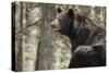 Gazing Black Bear-MichaelRiggs-Stretched Canvas