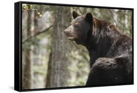 Gazing Black Bear-MichaelRiggs-Framed Stretched Canvas