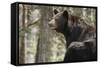 Gazing Black Bear-MichaelRiggs-Framed Stretched Canvas