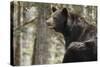 Gazing Black Bear-MichaelRiggs-Stretched Canvas