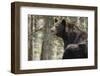 Gazing Black Bear-MichaelRiggs-Framed Photographic Print