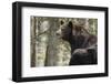 Gazing Black Bear-MichaelRiggs-Framed Photographic Print