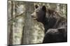 Gazing Black Bear-MichaelRiggs-Mounted Photographic Print