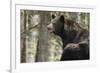 Gazing Black Bear-MichaelRiggs-Framed Photographic Print