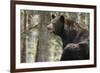 Gazing Black Bear-MichaelRiggs-Framed Photographic Print