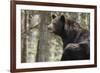 Gazing Black Bear-MichaelRiggs-Framed Photographic Print