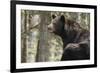 Gazing Black Bear-MichaelRiggs-Framed Photographic Print