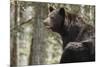 Gazing Black Bear-MichaelRiggs-Mounted Photographic Print