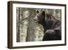 Gazing Black Bear-MichaelRiggs-Framed Photographic Print