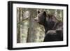 Gazing Black Bear-MichaelRiggs-Framed Photographic Print