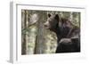 Gazing Black Bear-MichaelRiggs-Framed Photographic Print