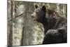 Gazing Black Bear-MichaelRiggs-Mounted Photographic Print