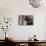 Gazing Black Bear-MichaelRiggs-Photographic Print displayed on a wall