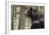 Gazing Black Bear-MichaelRiggs-Framed Photographic Print