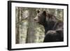 Gazing Black Bear-MichaelRiggs-Framed Photographic Print