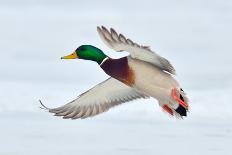 Mallard Duck Flying-geanina bechea-Framed Photographic Print