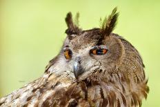 Owl Close-Up Portrait-geanina bechea-Photographic Print