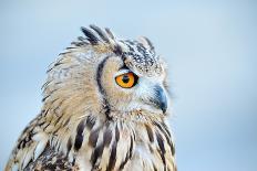 Owl Close-Up Portrait-geanina bechea-Photographic Print