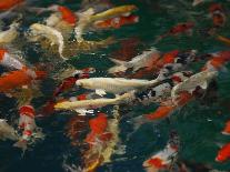 Feeding Koi Fish with Milk Bottle-geargodz-Framed Photographic Print