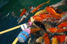 Feeding Koi Fish with Milk Bottle-geargodz-Photographic Print