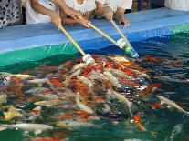 Feeding Koi Fish with Milk Bottle-geargodz-Framed Photographic Print