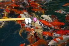 Feeding Koi Fish with Milk Bottle-geargodz-Framed Photographic Print