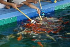 Feeding Koi Fish with Milk Bottle-geargodz-Photographic Print