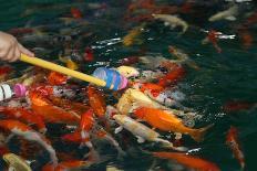 Feeding Koi Fish with Milk Bottle-geargodz-Framed Photographic Print