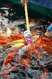 Feeding Koi Fish with Milk Bottle-geargodz-Framed Photographic Print