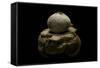 Geastrum Sp. (Earthstar)-Paul Starosta-Framed Stretched Canvas