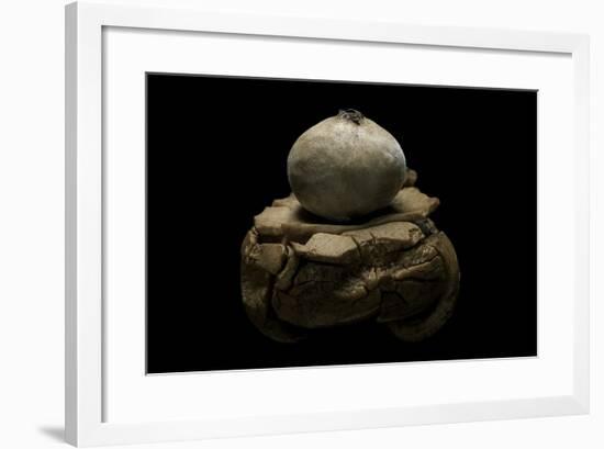 Geastrum Sp. (Earthstar)-Paul Starosta-Framed Photographic Print