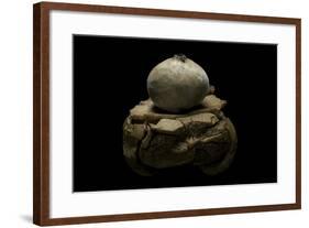 Geastrum Sp. (Earthstar)-Paul Starosta-Framed Photographic Print