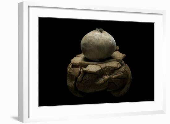 Geastrum Sp. (Earthstar)-Paul Starosta-Framed Photographic Print