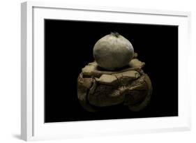 Geastrum Sp. (Earthstar)-Paul Starosta-Framed Photographic Print