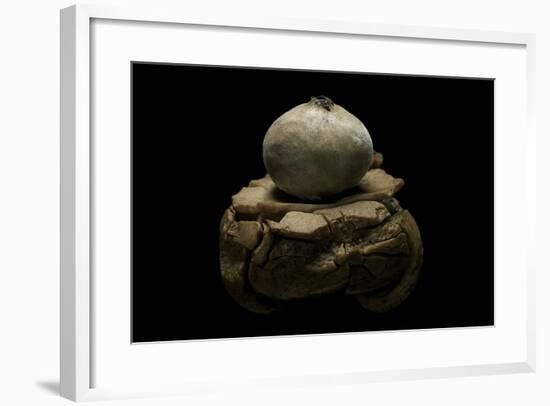 Geastrum Sp. (Earthstar)-Paul Starosta-Framed Photographic Print