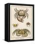 Gecarcinus Anisochele and Other Crabs-Benard-Framed Stretched Canvas