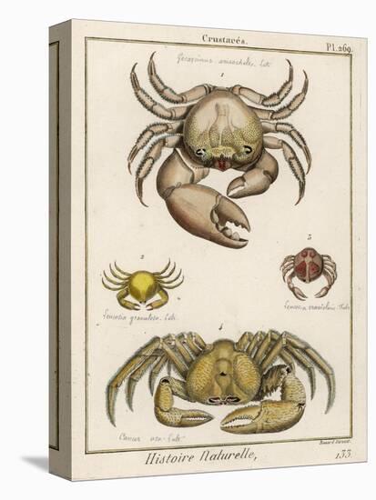 Gecarcinus Anisochele and Other Crabs-Benard-Stretched Canvas