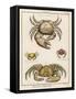 Gecarcinus Anisochele and Other Crabs-Benard-Framed Stretched Canvas