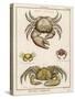 Gecarcinus Anisochele and Other Crabs-Benard-Stretched Canvas