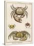 Gecarcinus Anisochele and Other Crabs-Benard-Stretched Canvas