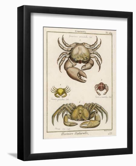 Gecarcinus Anisochele and Other Crabs-Benard-Framed Photographic Print