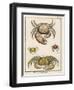 Gecarcinus Anisochele and Other Crabs-Benard-Framed Photographic Print